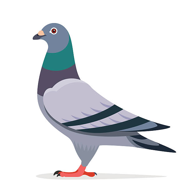 Bird management by Filcco, pigeon, birds