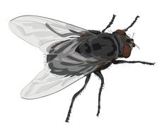 Fly management, fly prevention, flies