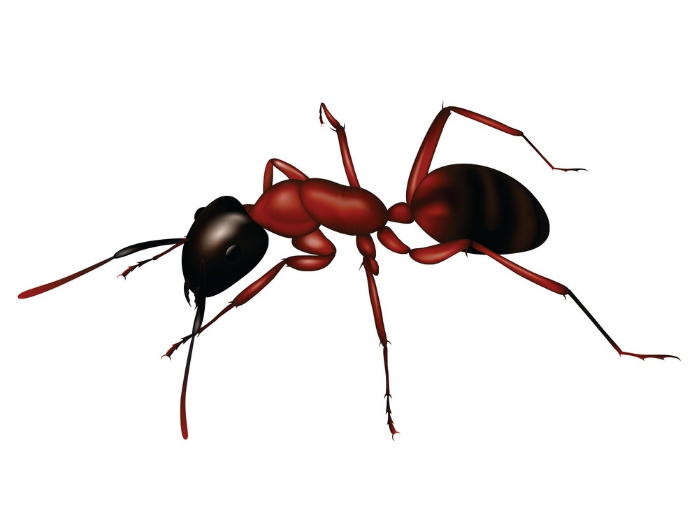 Carpenter ant, pest control, ants, insect