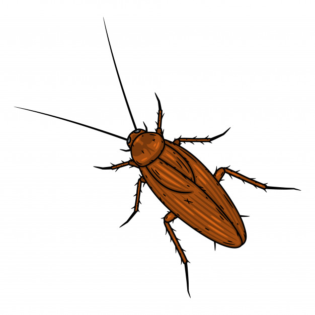 cockroach, insect, pest control, image
