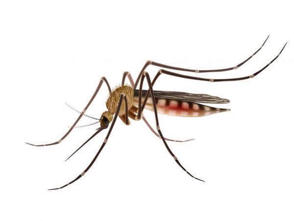 mosquito, malaria, dengue, mosquito control, pest control mumbai
