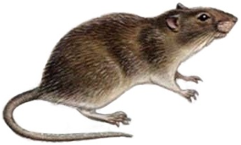 rodent, rat, rodent control
