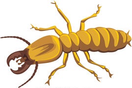 termite control, post-construction, pre-construction, wood-eating insect