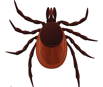 Flea and tick management, fleas, ticks, insects, pest control
