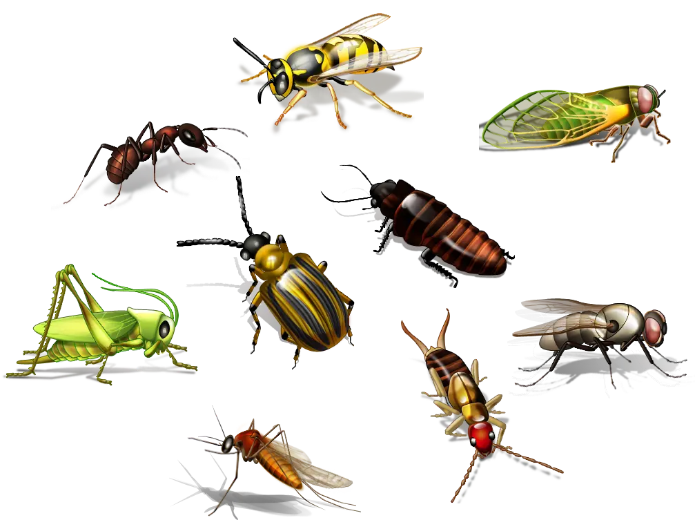 Common pests