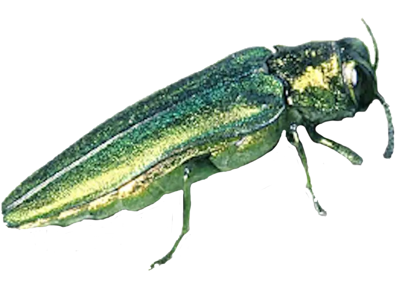 wood borer, green wood borer